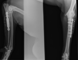 30280_16776_PAUL-Huga-Large.jpg 30280_16776_PAUL-Huga-Large.jpg