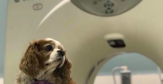 Sala de TAC veterinario